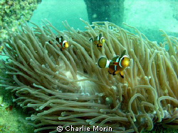 A playful school of clown fish in Phi Ley. A lot of fun! by Charlie Morin 